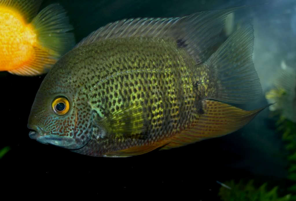 green severum fish