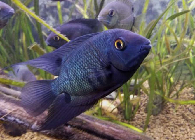 blue severum