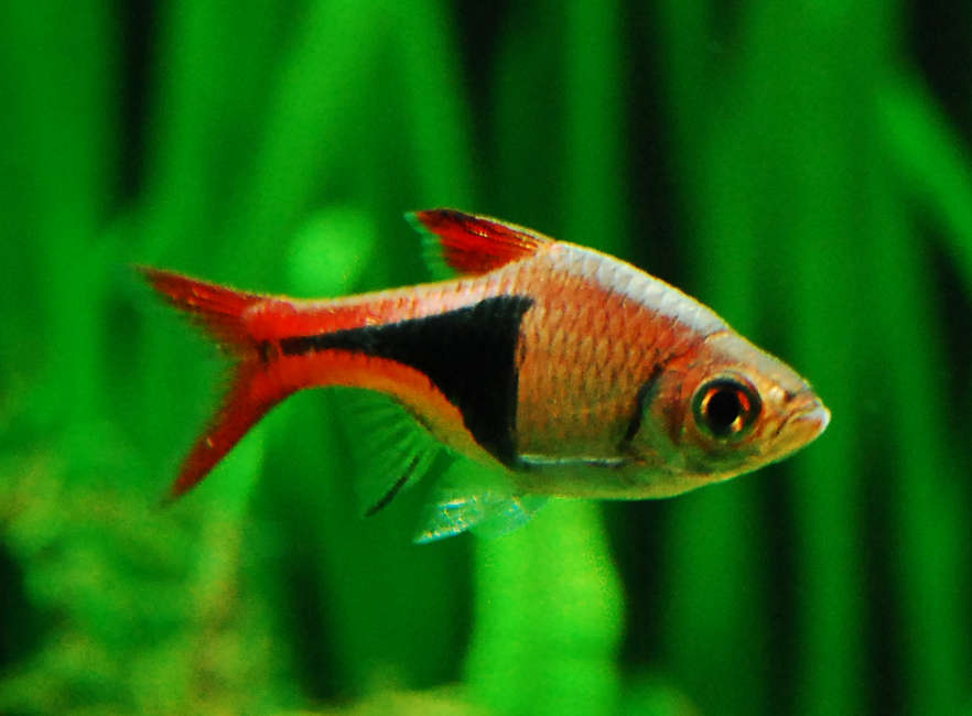 Rasbora heteromorpha care fashion