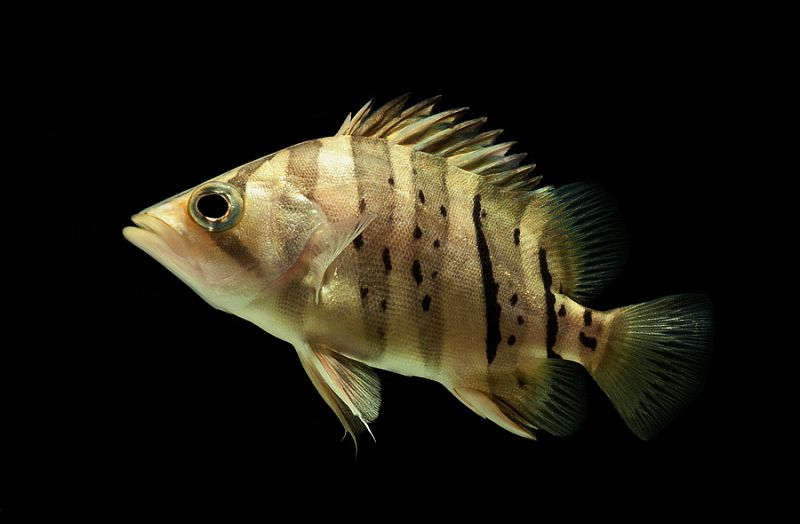 Indonesian tiger fish care sale