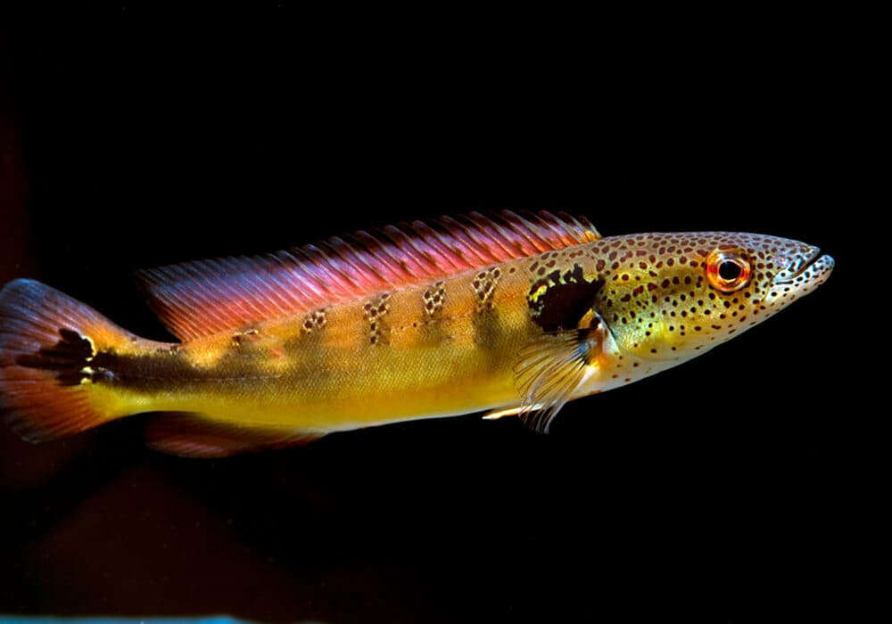 lenticulata pike cichlid