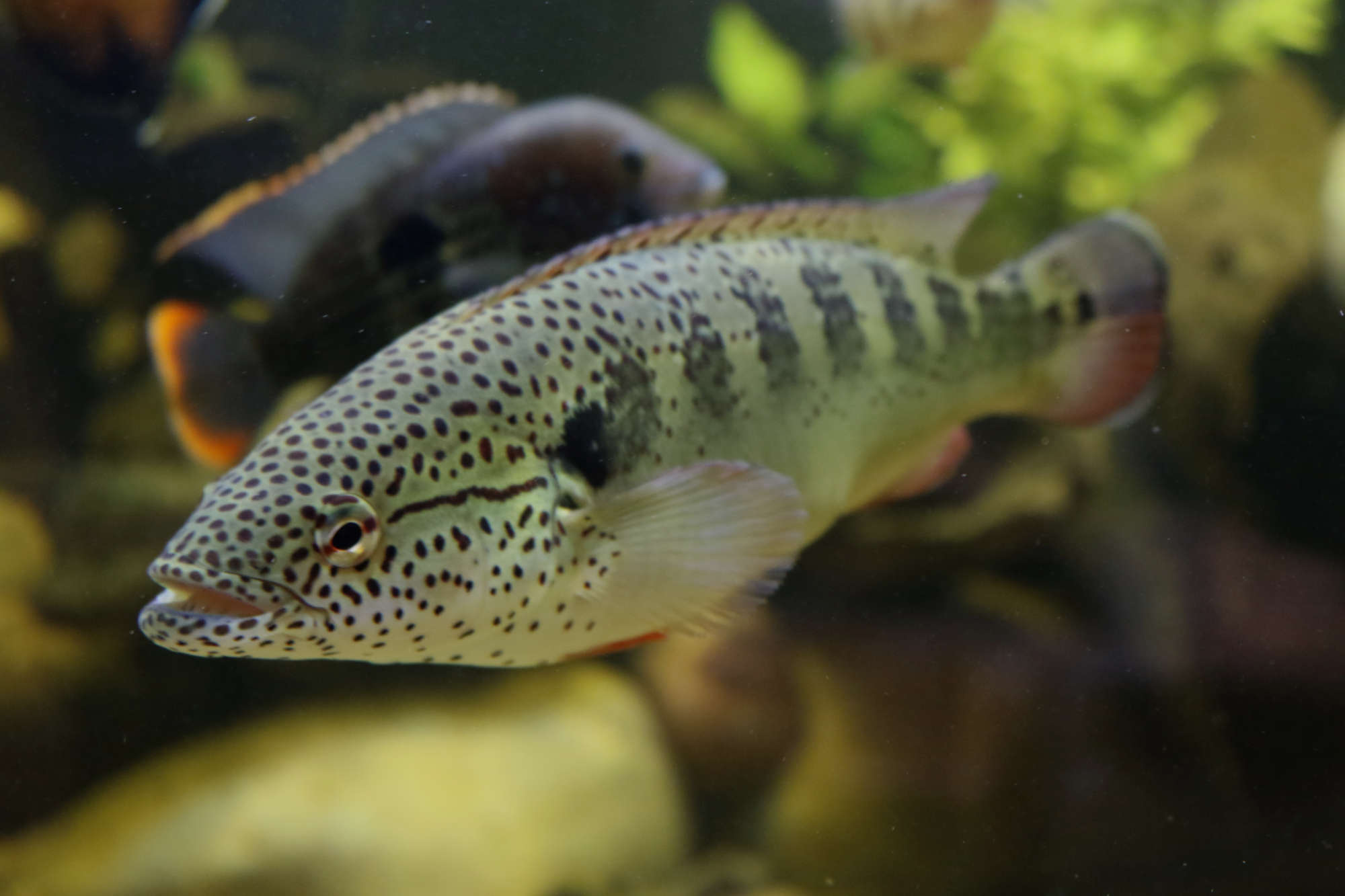 lenticulata pike cichlid