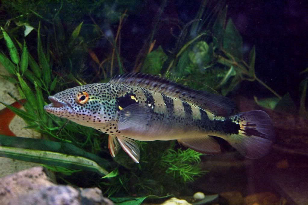 lenticulata pike cichlid