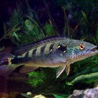 lenticulata pike cichlid