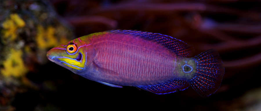mystery wrasse care