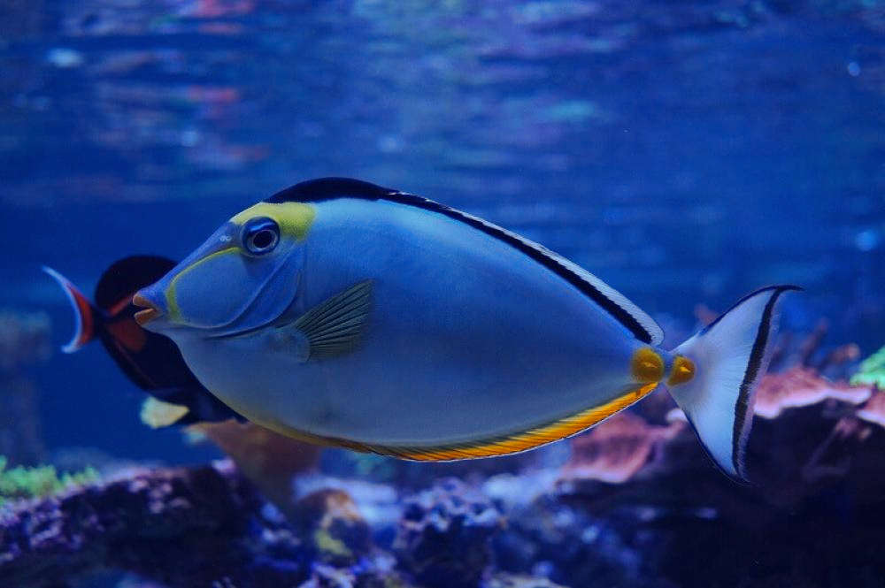 Naso / Lipstick Tang XL, Naso lituratus at Kraken Corals