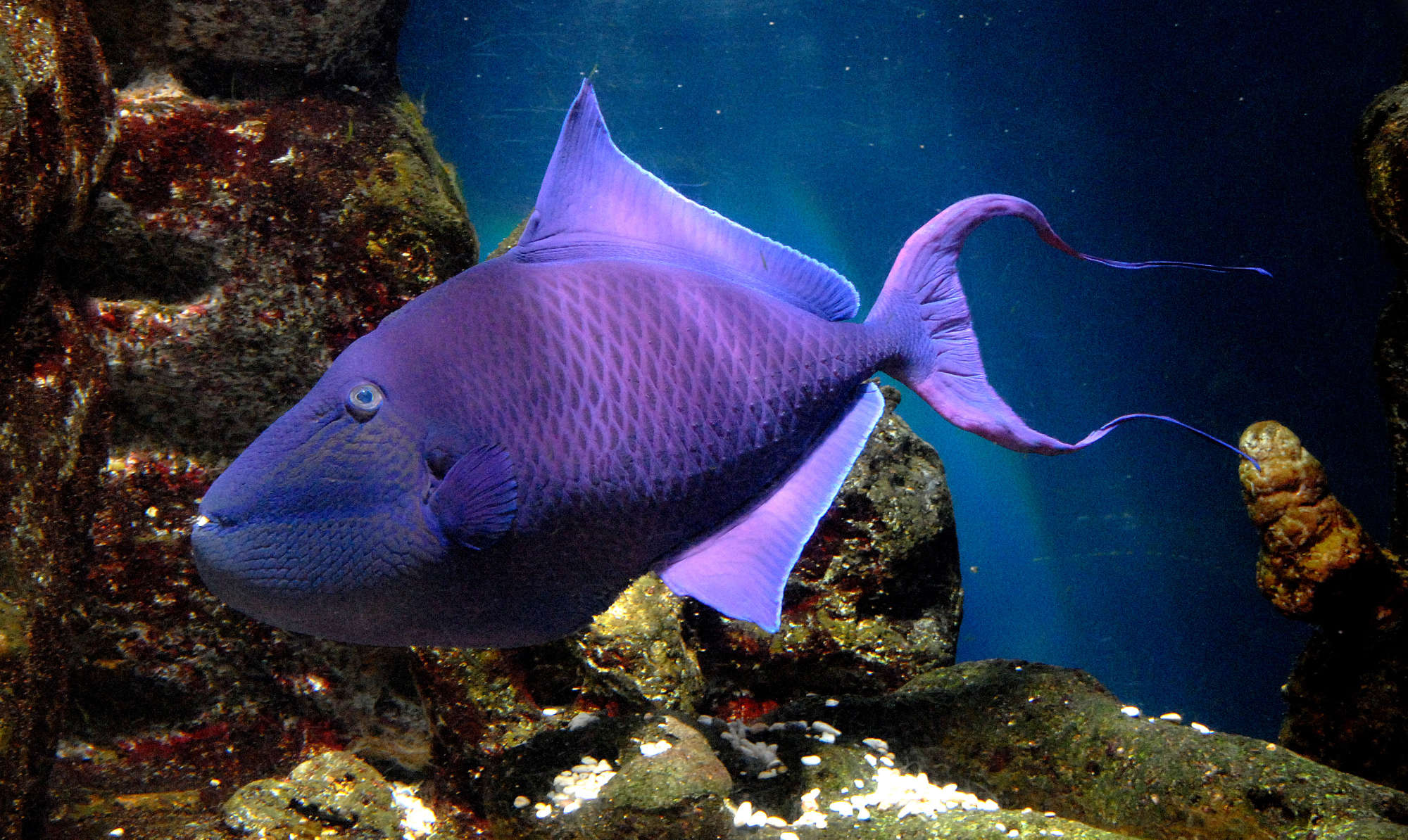 Niger best sale triggerfish care