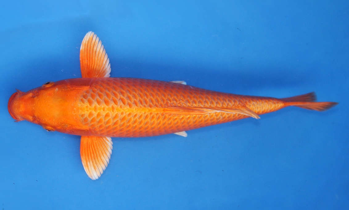 A few 2024 orange koi