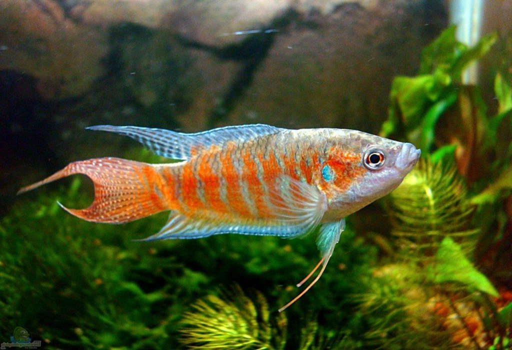 paradise gourami fish