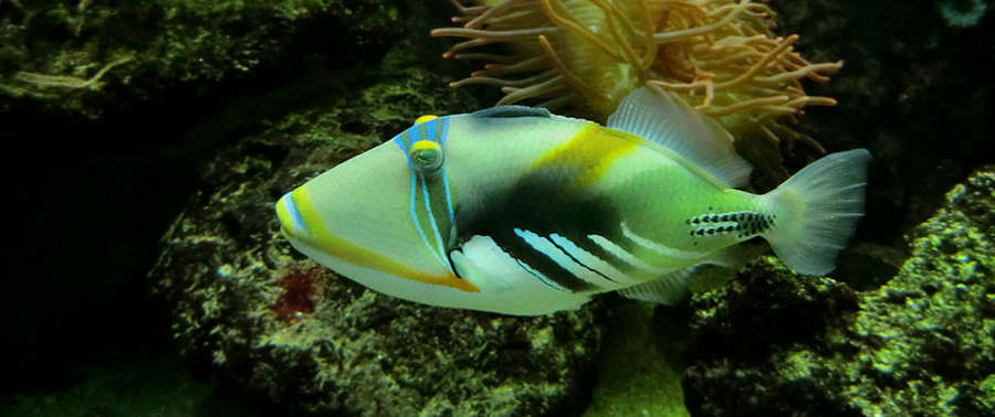 Picasso sales triggerfish care