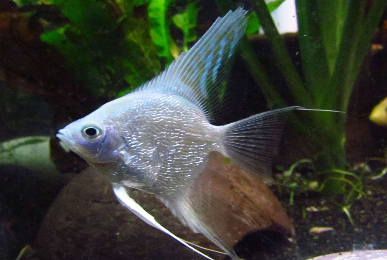 Platinum Angelfish (Pterophyllum Species Profile :: | atelier-yuwa.ciao.jp