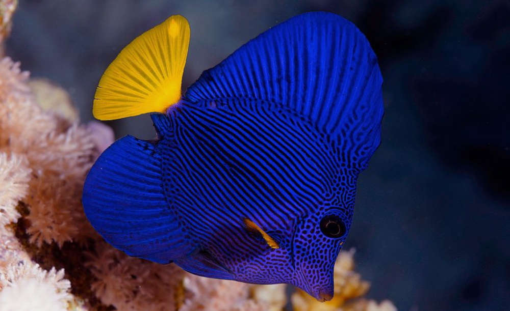 purple tang fish