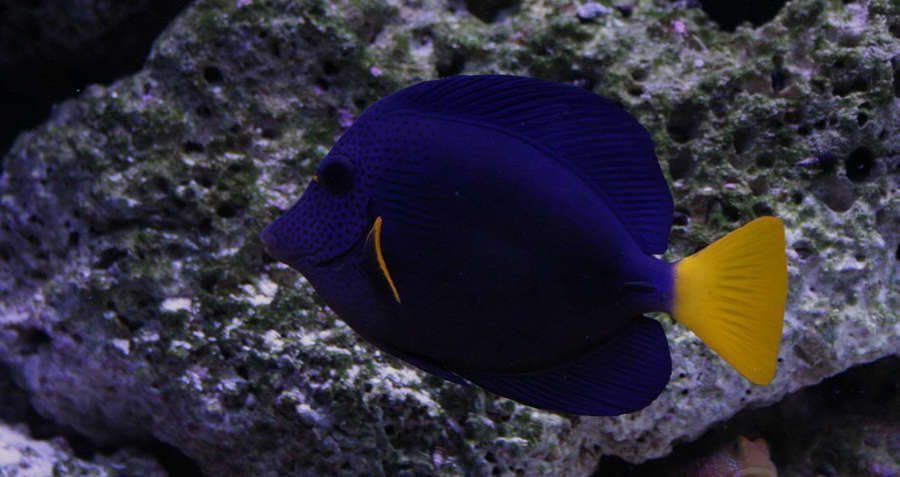 purple tang fish