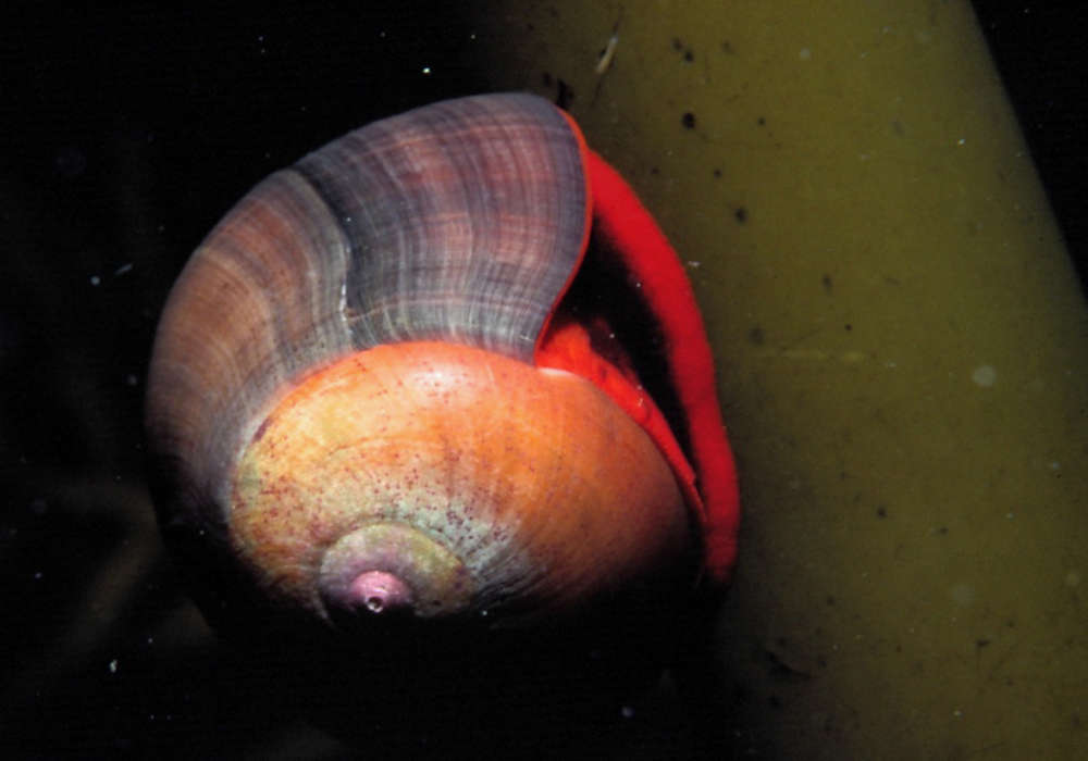 Man, I love these Guys! (Red Foot Moon Snails)