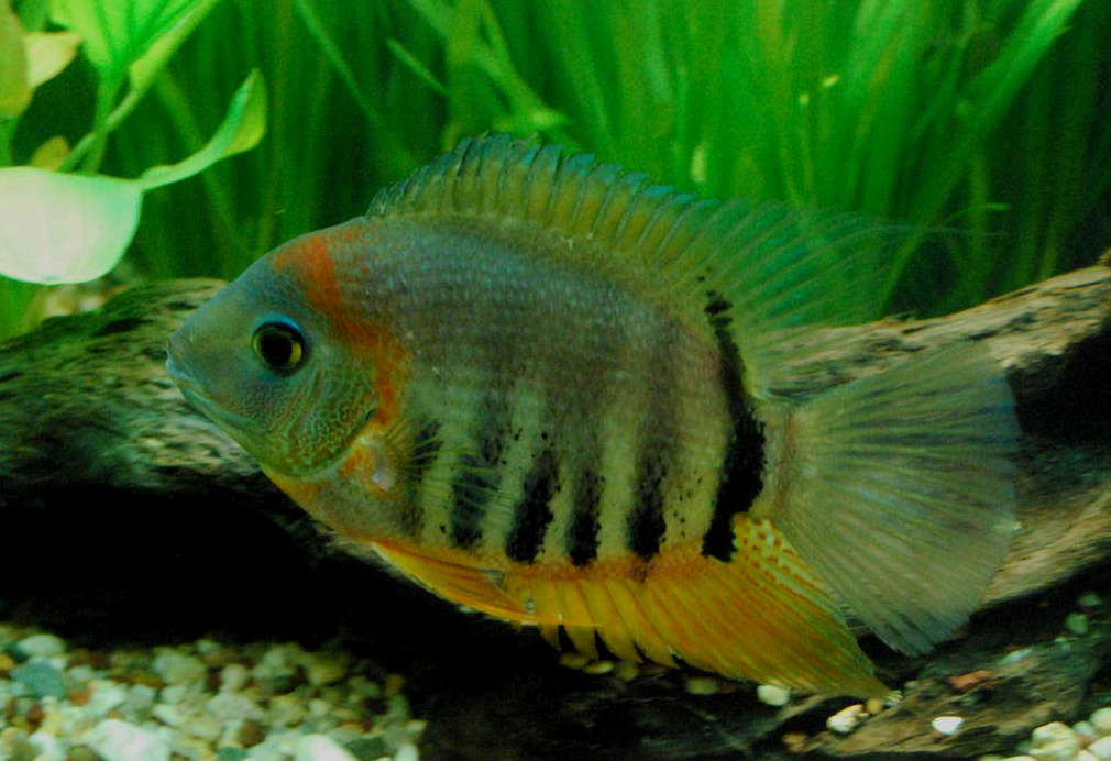 redneck severum