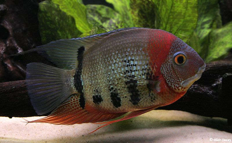 rocktail severum