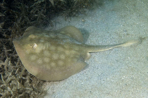 California deals stingray care