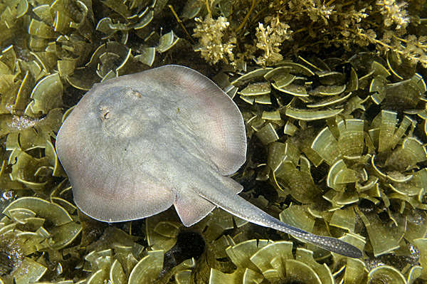 California stingray outlet care