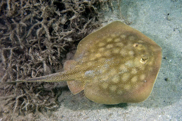 California stingray outlet care