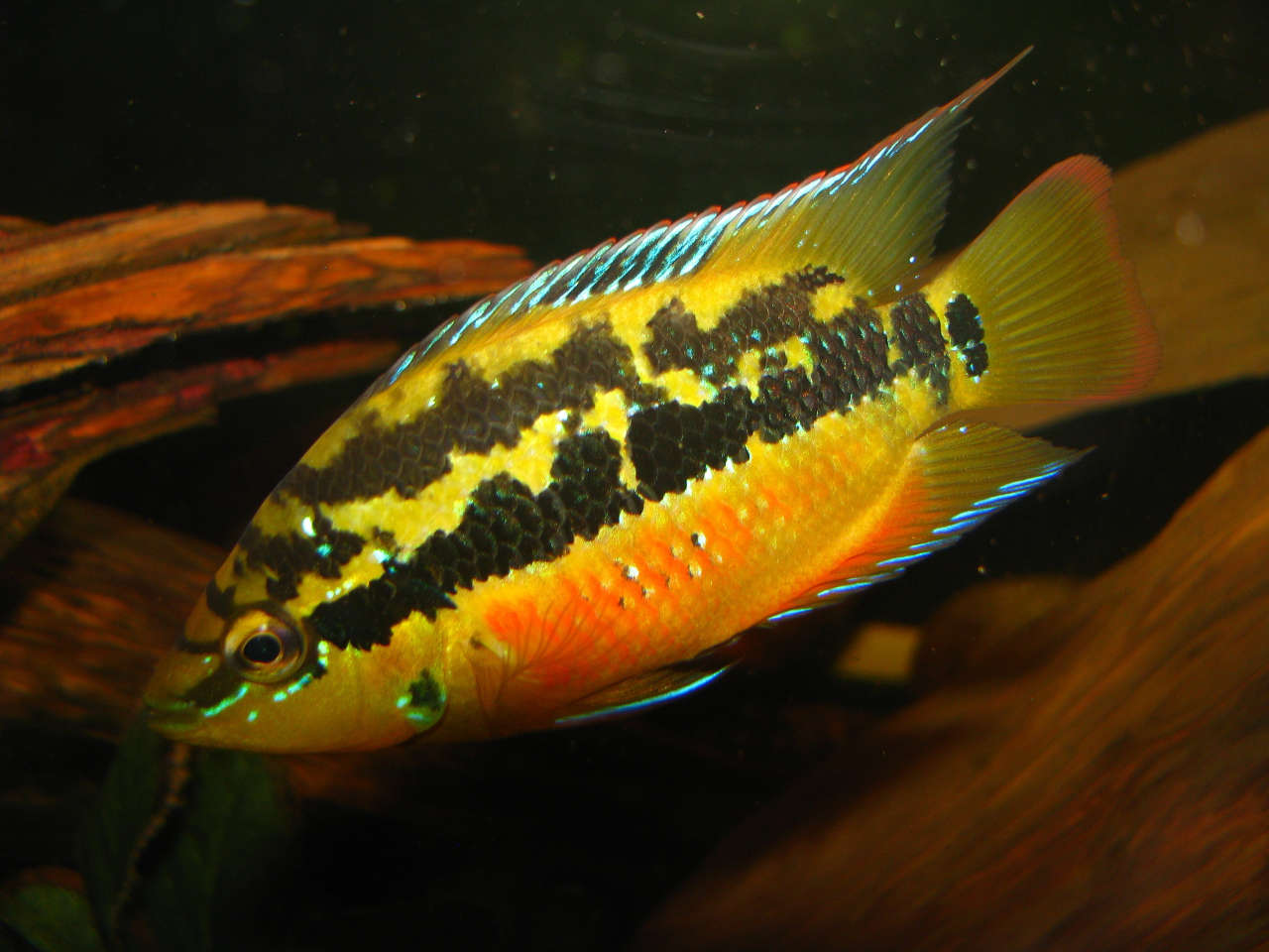 Salvini cichlid cheap care