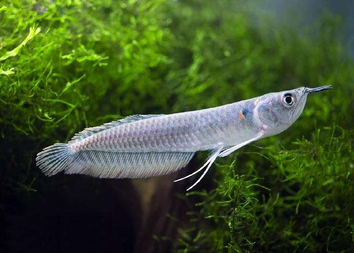 silver arowana 6 inch