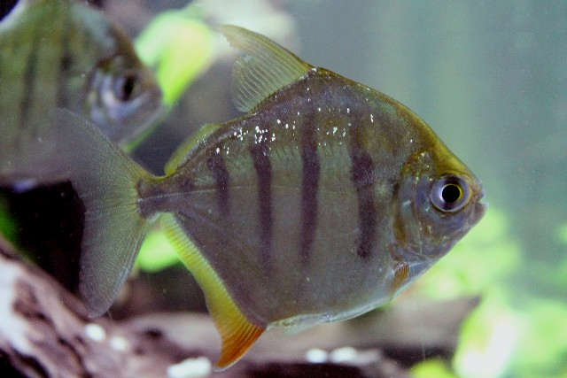 Silver Dollar Fish Species Profile