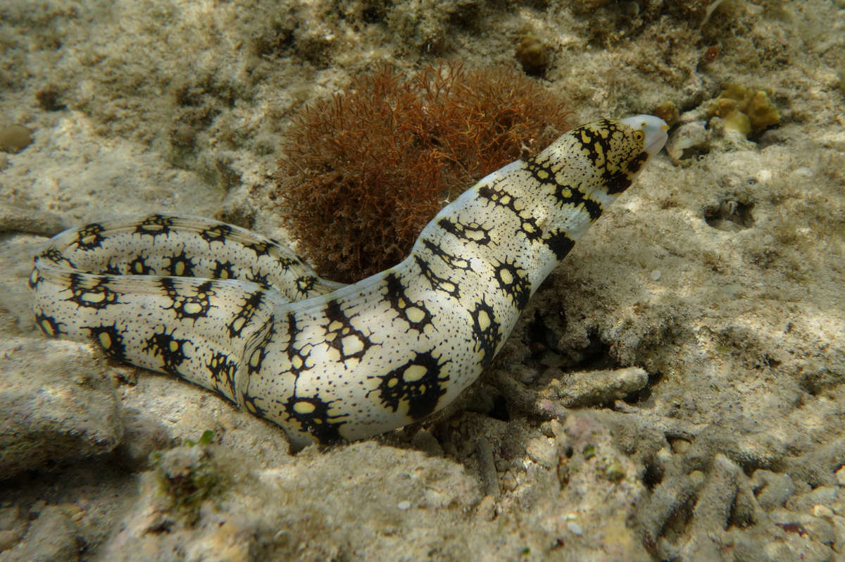 snowflake eel