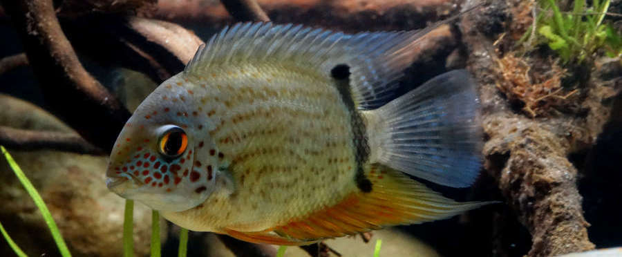 wild severum cichlid