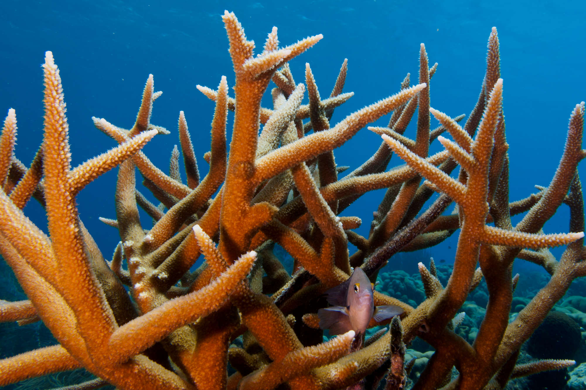 purple staghorn coral