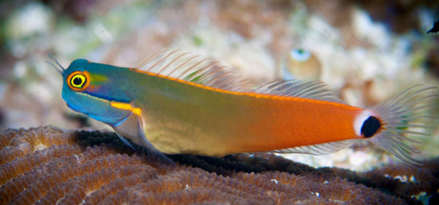 Tailspot Blenny (Ecsenius stigmatura 