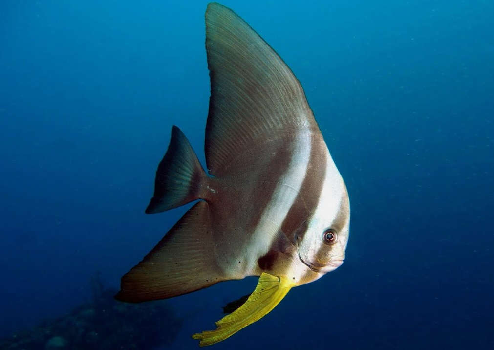 teira batfish