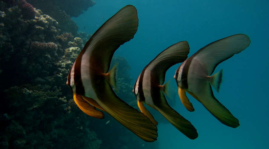 teira batfish