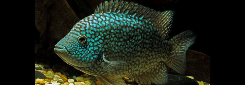 Texas Cichlid Herichthys Cyanoguttatus Species Profile Aquariumdomain Com