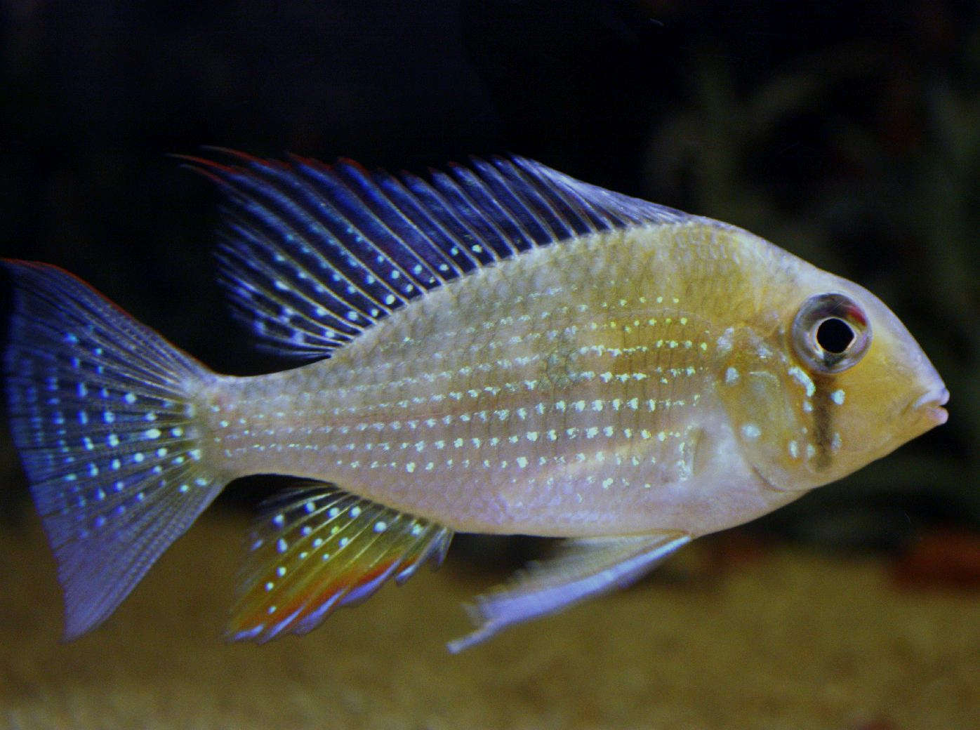 threadfin cichlid