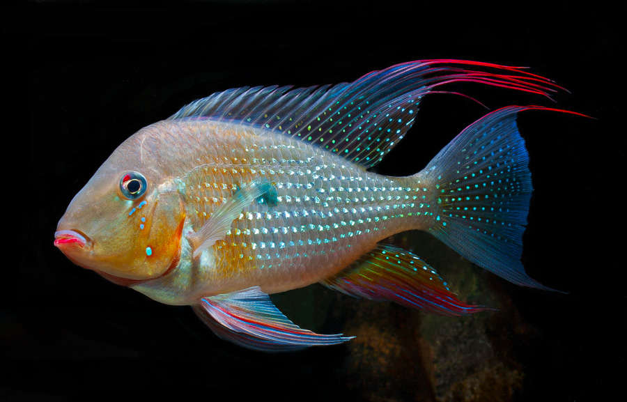 threadfin cichlid