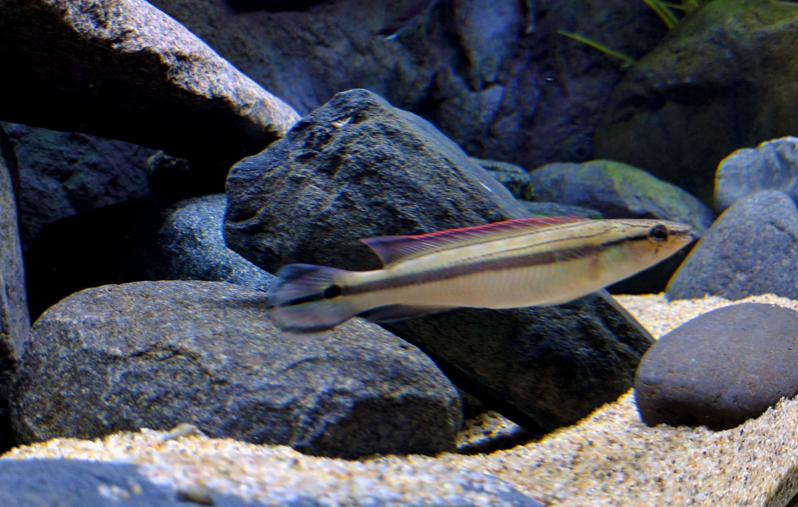 striped pike cichlid