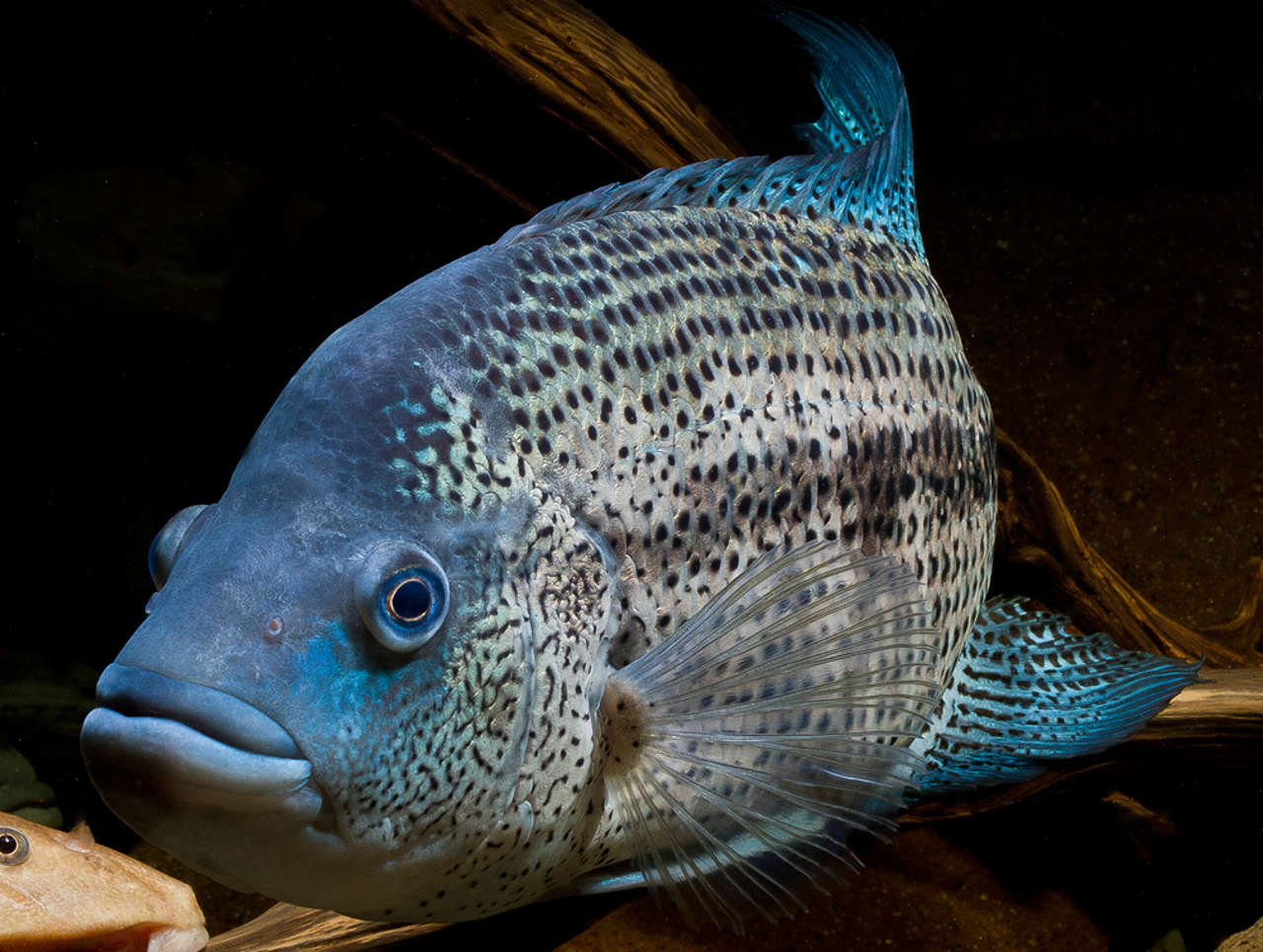 Dovii Cichlid