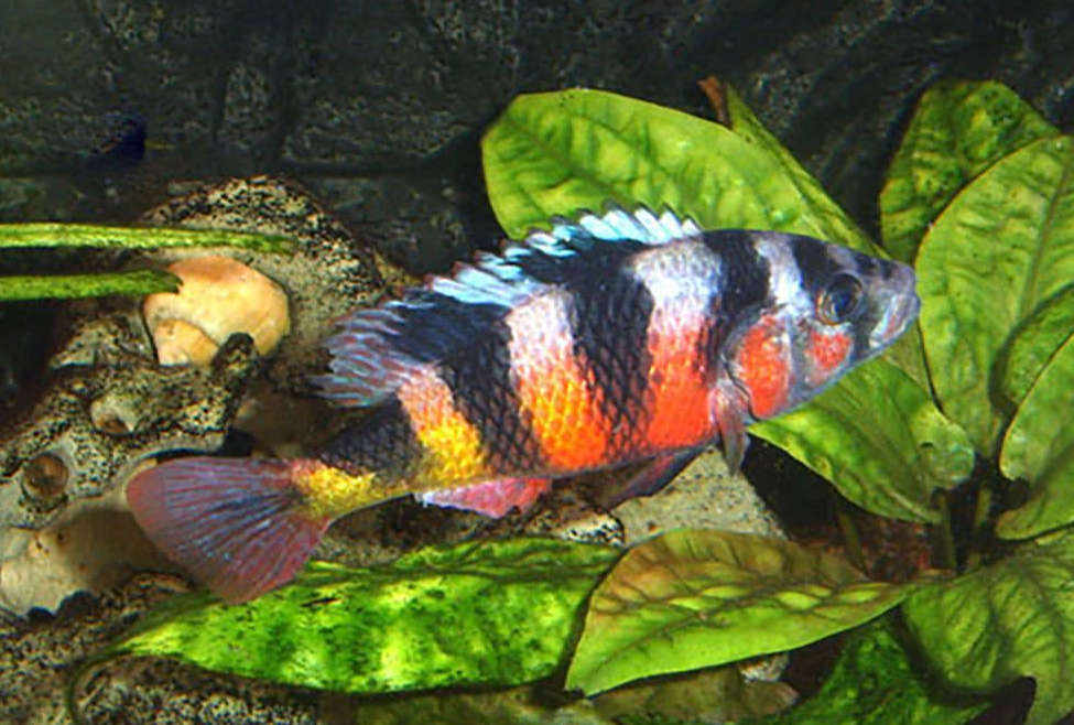 obliquidens hap cichlid