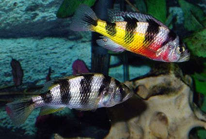 zebra obliquidens cichlid