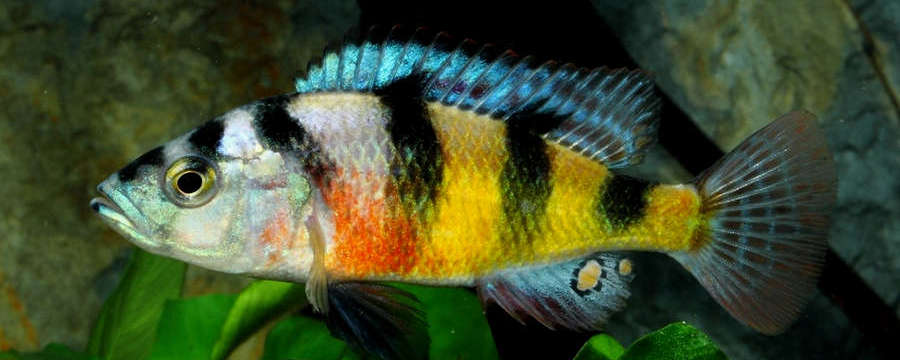 obliquidens hap cichlid